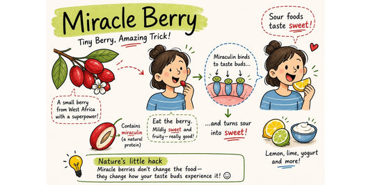 Miracle berry infographic showing how miraculin makes sour foods taste sweet