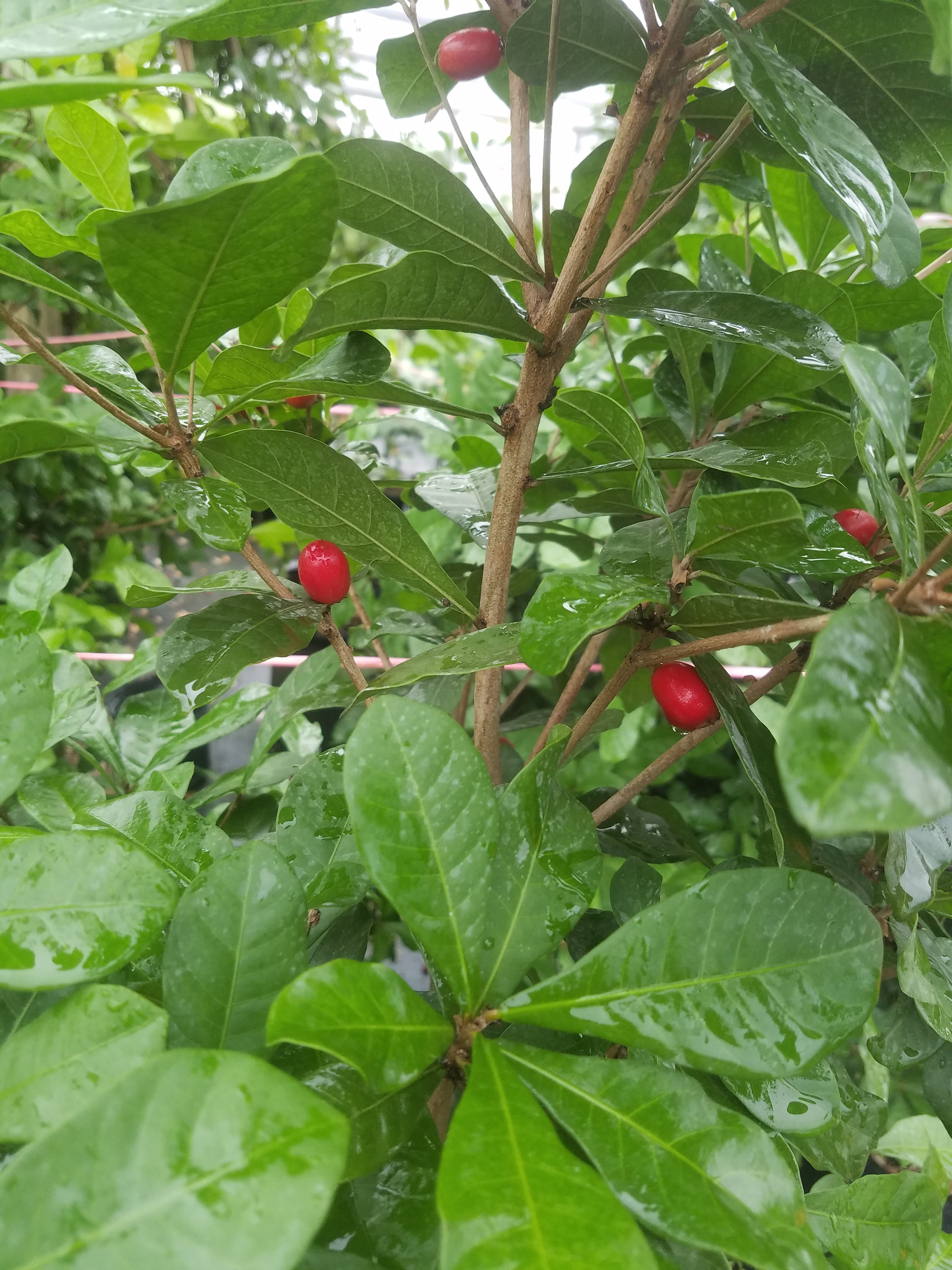 Nature's Wild Berry Miracle Berries